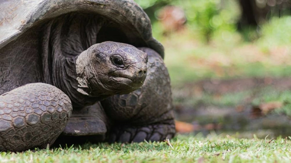 Alphonse Island Seychelles
Photo credit: Dan Maisey/Unsplash