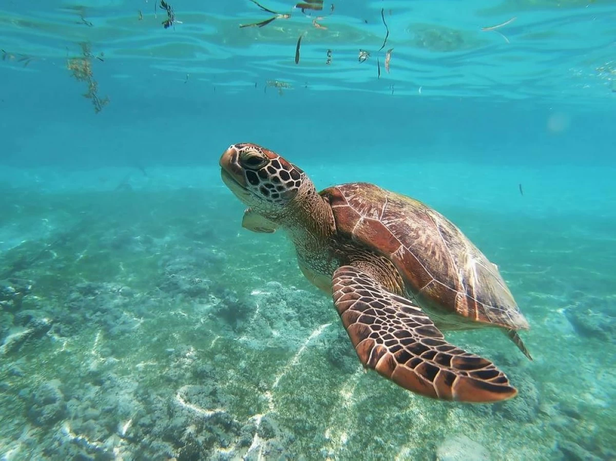 Turtle UnsplashOlga ga