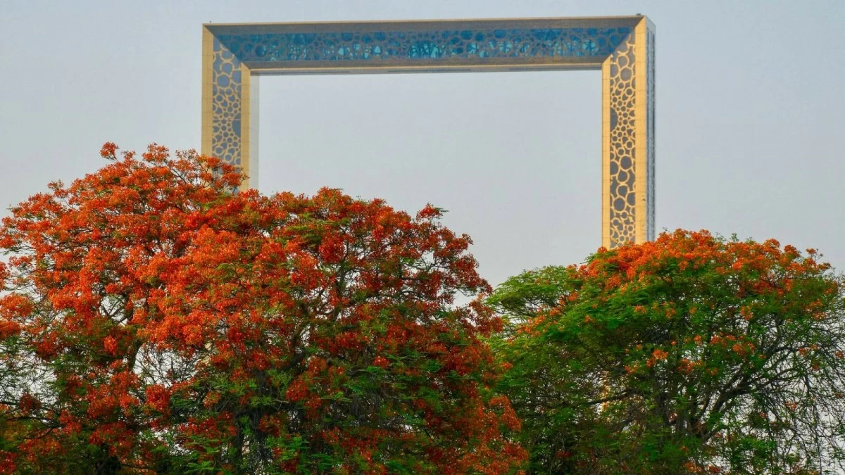 Flame-tree-Dubai