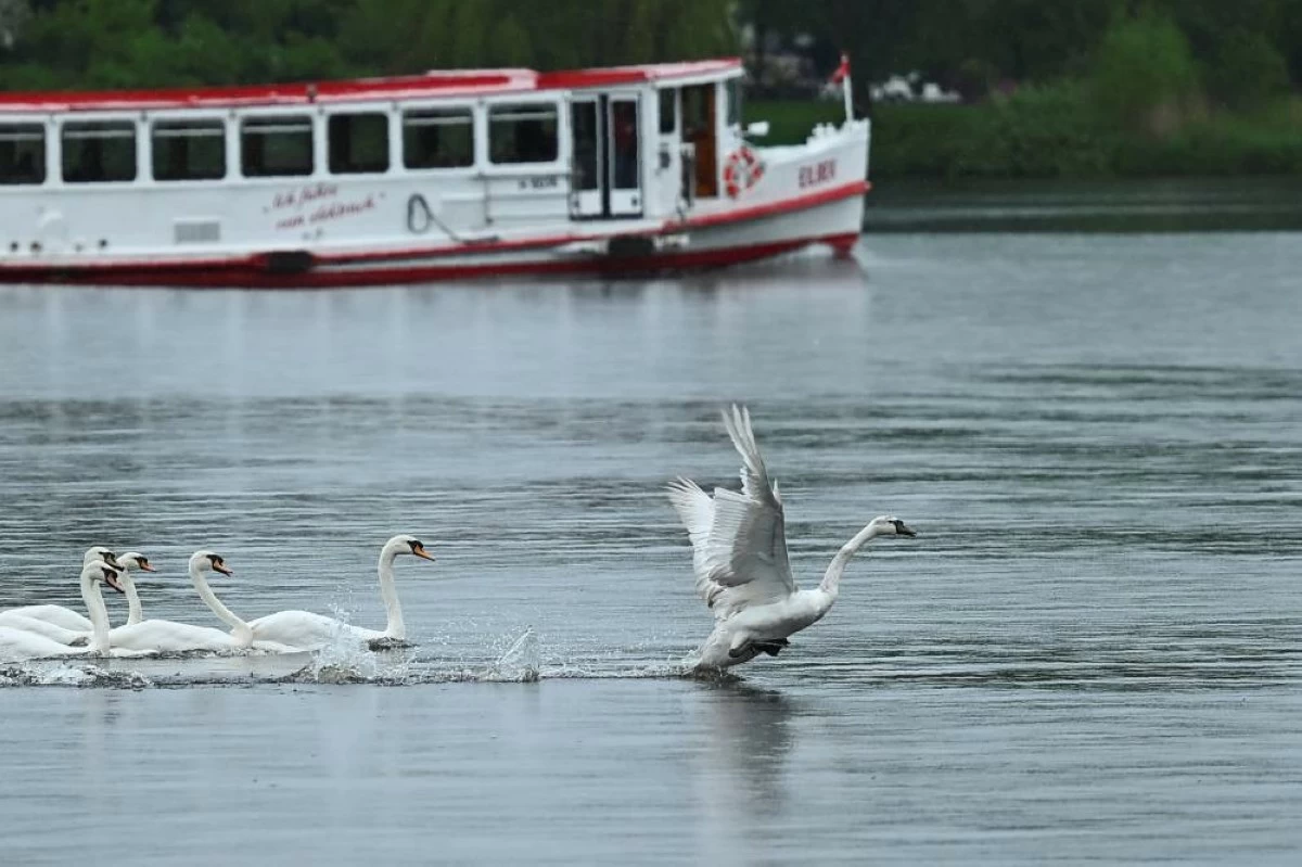 Swans are guided by boats during their release into Hamburg's inner city lake Alster, following their winter quarters in Hamburg, Germany, May 12, 2026. REUTERS/Jonas Walzberg