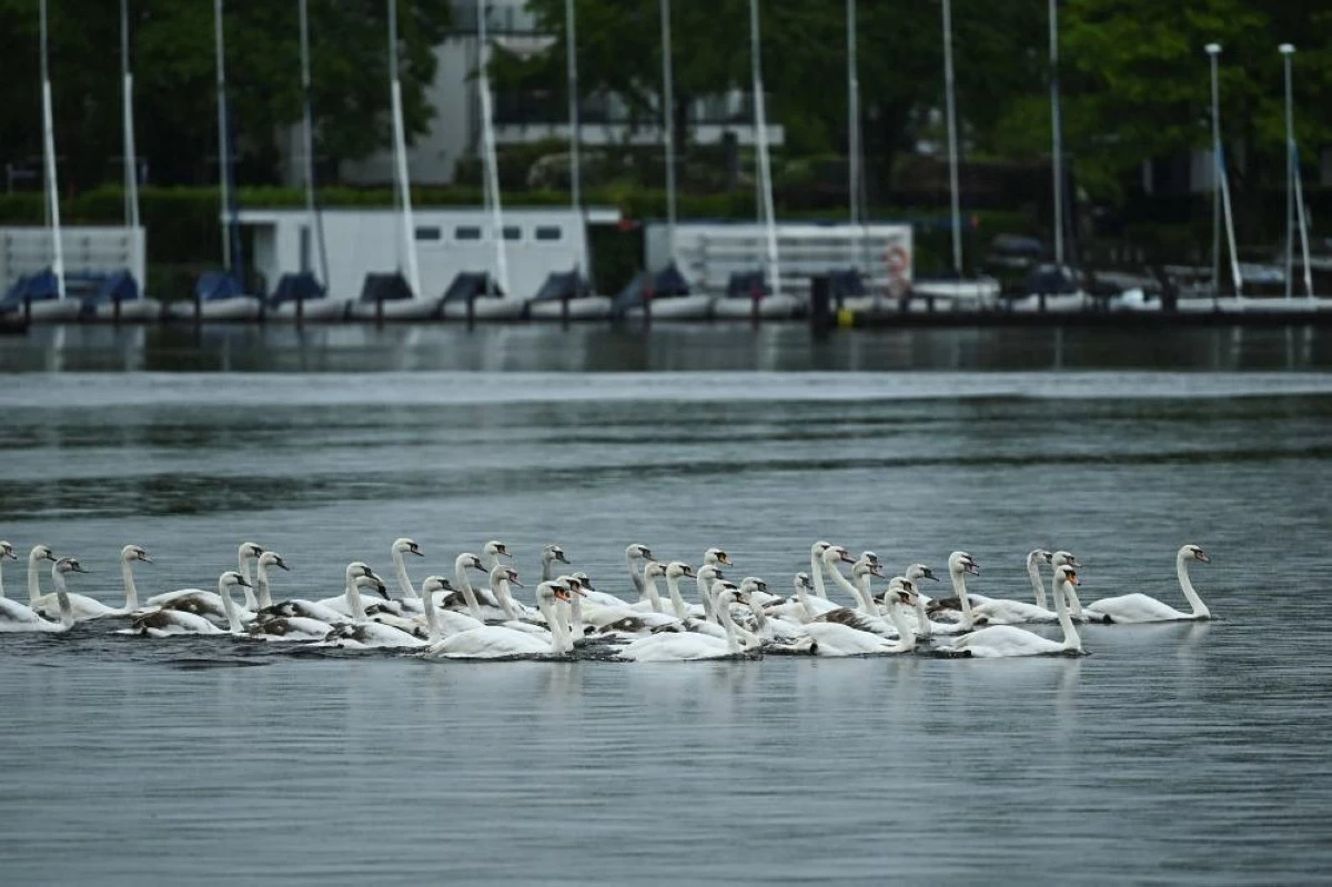 Swans during their release into Hamburg's inner city lake Alster, following their winter quarters in Hamburg, Germany, May 12, 2026. REUTERS/Jonas Walzberg