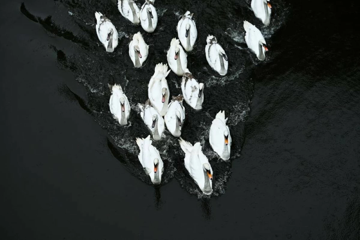 Swans during their release into Hamburg's inner city lake Alster, following their winter quarters in Hamburg, Germany, May 12, 2026. REUTERS/Jonas Walzberg