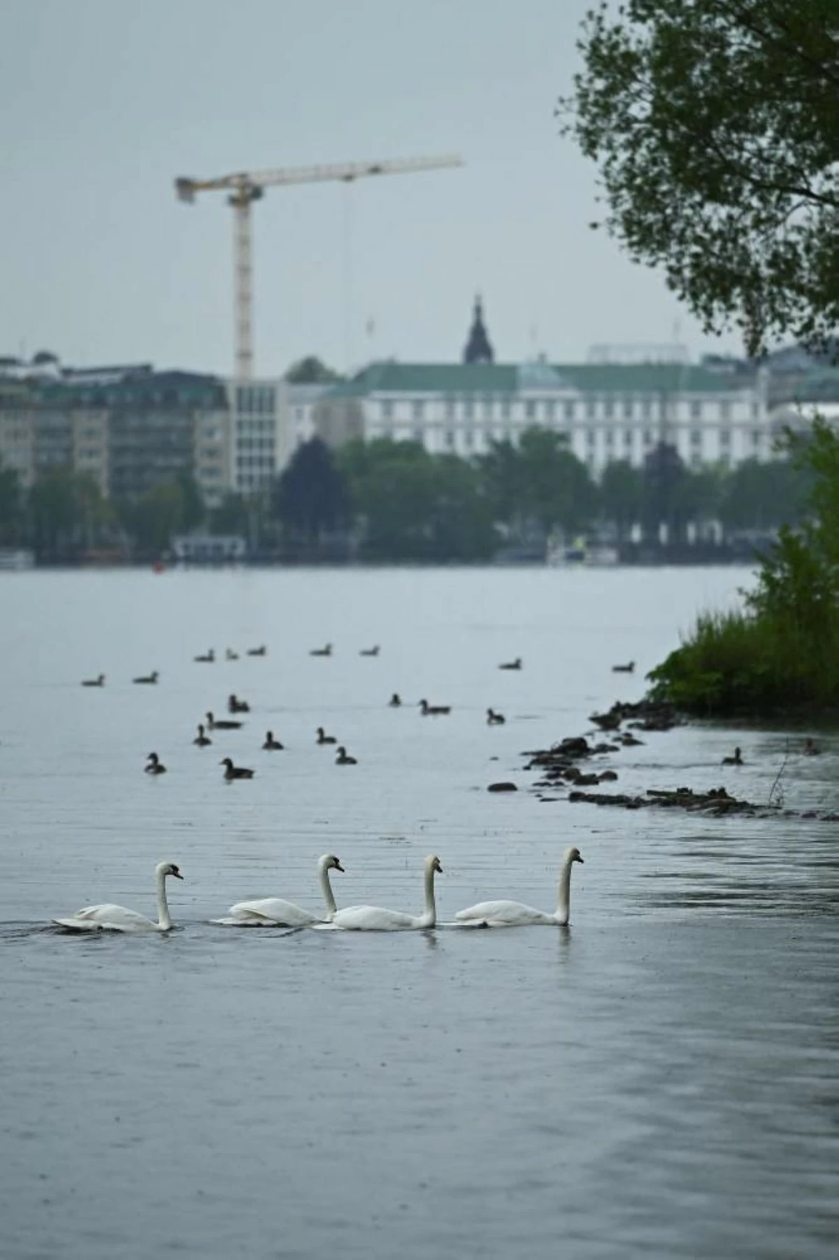 Swans return to the banks after their release into Hamburg's inner city lake Alster, following their winter quarters in Hamburg, Germany, May 12, 2026. REUTERS/Jonas Walzberg