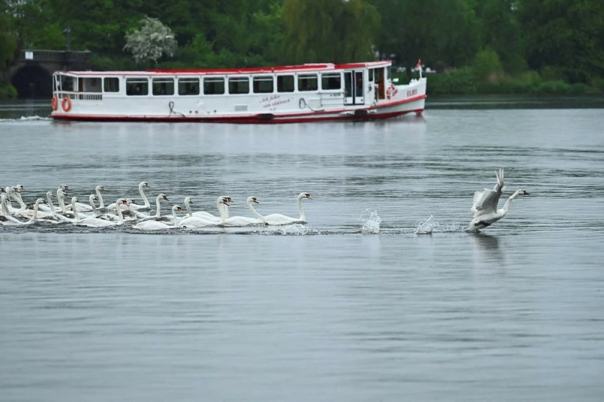 Swans are guided by boats during their release into Hamburg's inner city lake Alster, following their winter quarters in Hamburg, Germany, May 12, 2026. REUTERS/Jonas Walzberg