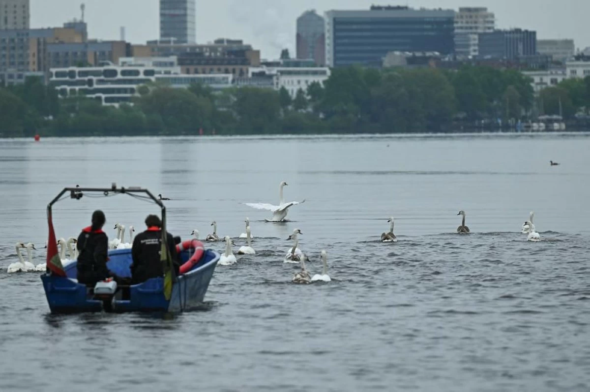 Swans are guided by boats during their release into Hamburg's inner city lake Alster, following their winter quarters in Hamburg, Germany, May 12, 2026. REUTERS/Jonas Walzberg