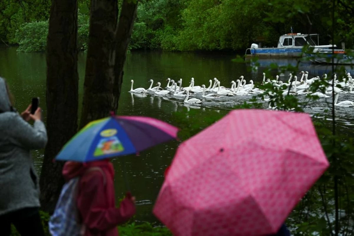 Swans are guided by boats during their release into Hamburg's inner-city lake, the Alster, after their winter quarters in Hamburg, Germany, May 12, 2026. REUTERS/Jonas Walzberg
