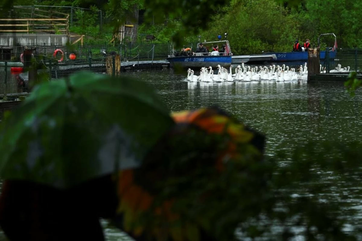 Swans are guided by boats during their release into Hamburg's inner-city lake, the Alster, after their winter quarters in Hamburg, Germany, May 12, 2026. REUTERS/Jonas Walzberg