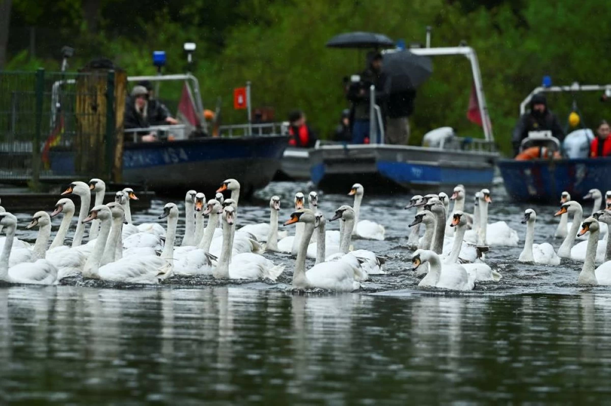 Swans are guided by boats during their release into Hamburg's inner-city lake, the Alster, after their winter quarters in Hamburg, Germany, May 12, 2026. REUTERS/Jonas Walzberg
