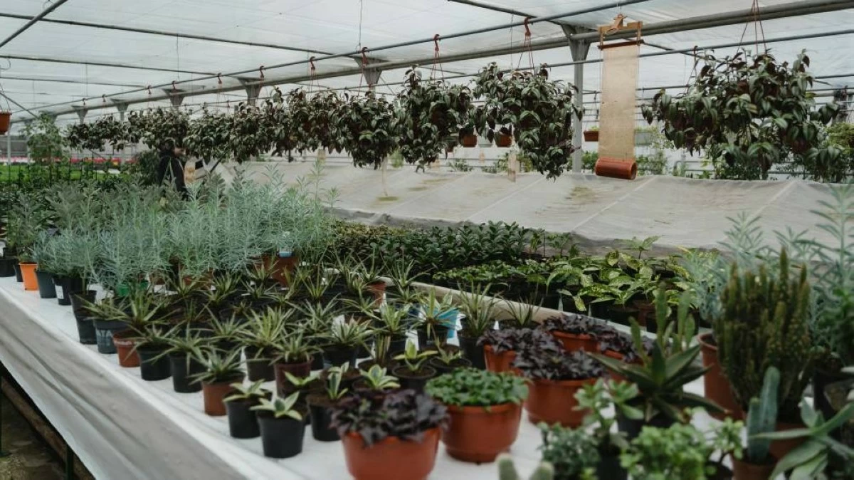 If you don’t want to spend time browsing the Nursery’s vast collection of plants in-person, and have already picked out your favourites, save time by buying plants online, via Dubai Municipality’s website. Photo used for illustrative purposes only.
Photo credit: Tim Miroshnichenko Pexels