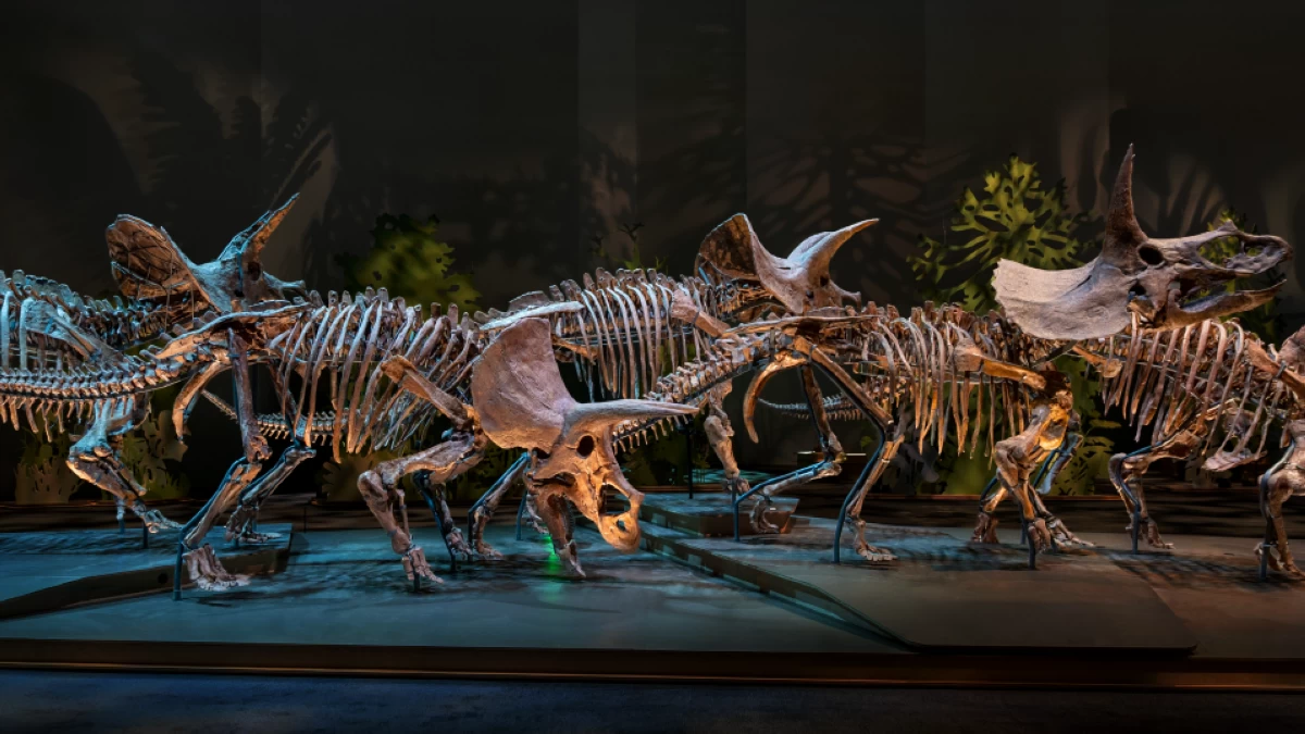 Triceratops Photo credit Natural History Museum Abu Dhabi