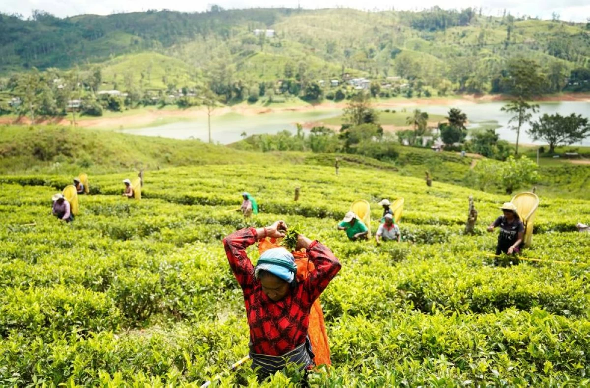 Workers at the Dunkeld Tea Estate harvest tea leaves in a field in Hatton, Sri Lanka, April 30, 2026. REUTERS/Akila Jayawardena