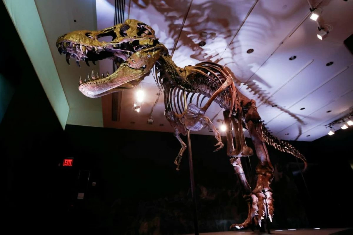 A Tyrannosaurus rex skeleton, one of the largest, most complete ever discovered and named "Stan" after paleontologist Stan Sacrison who first found it, is seen on display ahead of its public auction at Christie's in New York City, New York, U.S., September 15, 2020. REUTERS/Mike Segar/File Photo