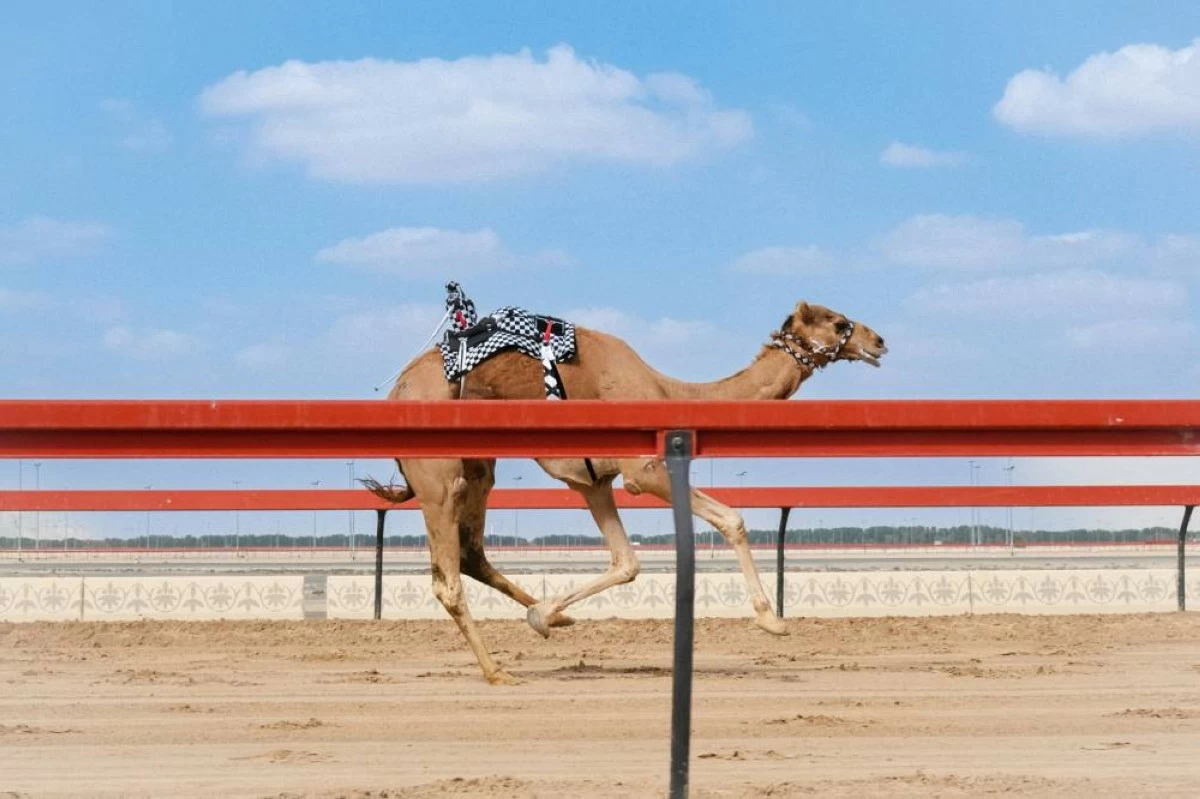 Camel racing is an important part of the UAE's culture, and has evolved from a traditional Bedouin pastime into a high-tech national sport. Picture for illustrative purposes. Picture credit: Unsplash