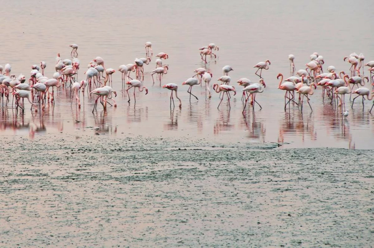 Al Marmoom Desert Conservation Reserve has the highest concentration of large flamingos in the UAE. Picture for illustrative purposes. Picture credit: Pexels
