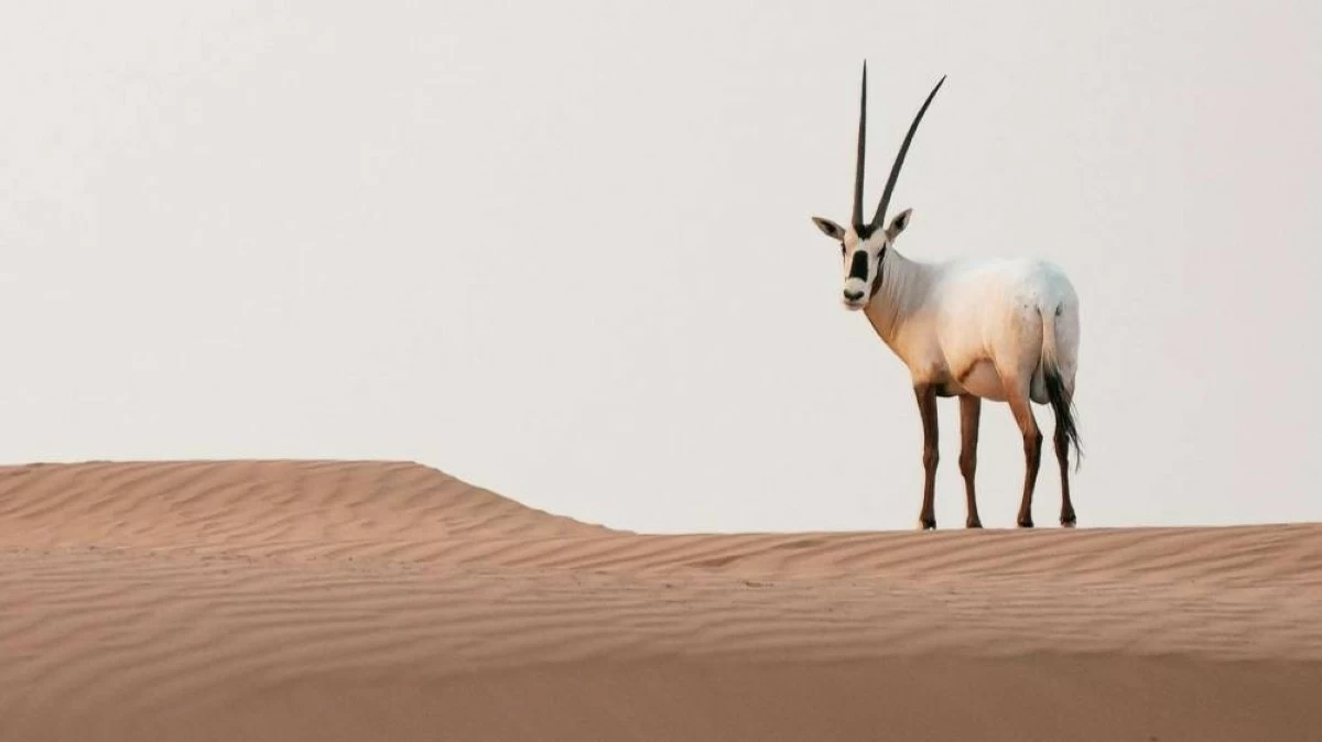 Al Marmoom Desert Conservation Reserve Dubai: Where to see wildlife, lakes, and camel races