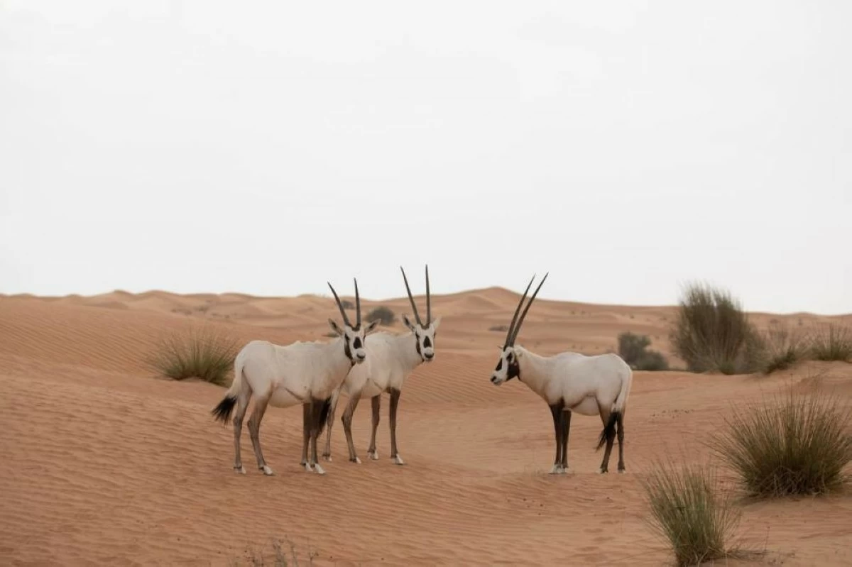 The Agency deploys advanced technologies and artificial intelligence in environmental monitoring and natural resource management. Picture credit: WAM