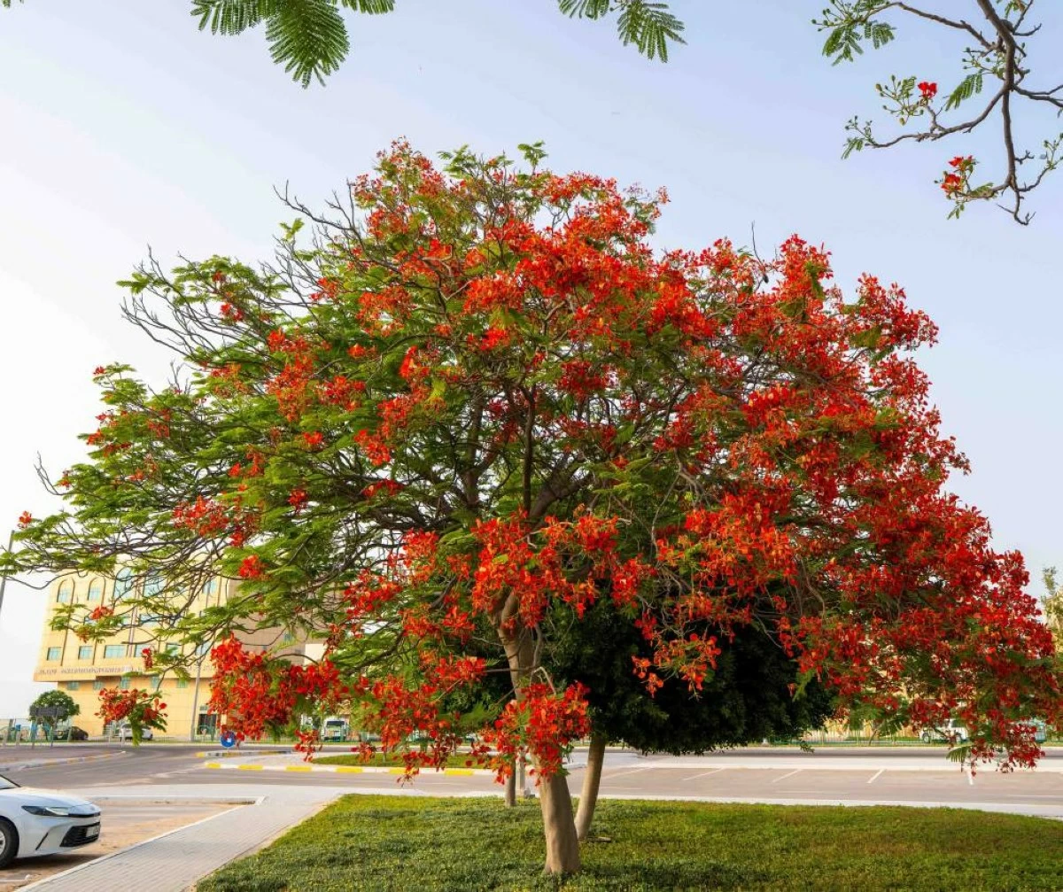 Over 1,000 poinciana trees enhance urban sustainab