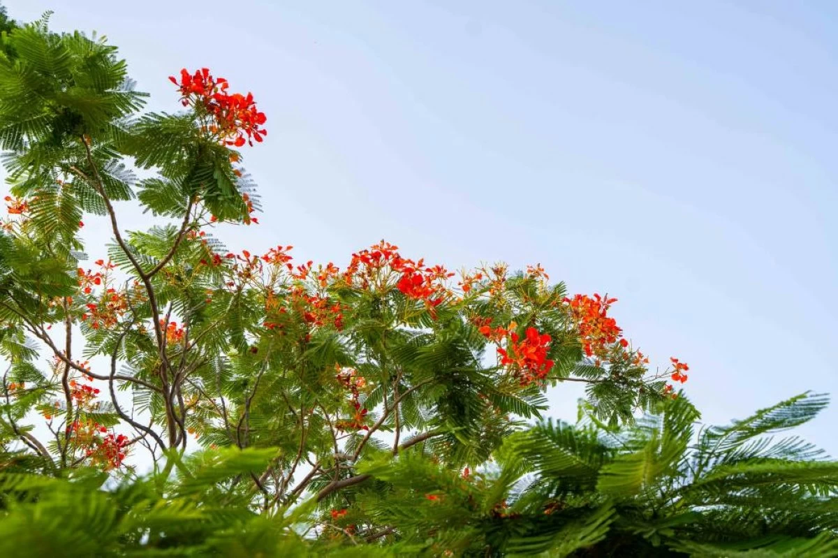 The trees offer cooling microclimates that encourage active, outdoor lifestyles. Picture credit: WAM
