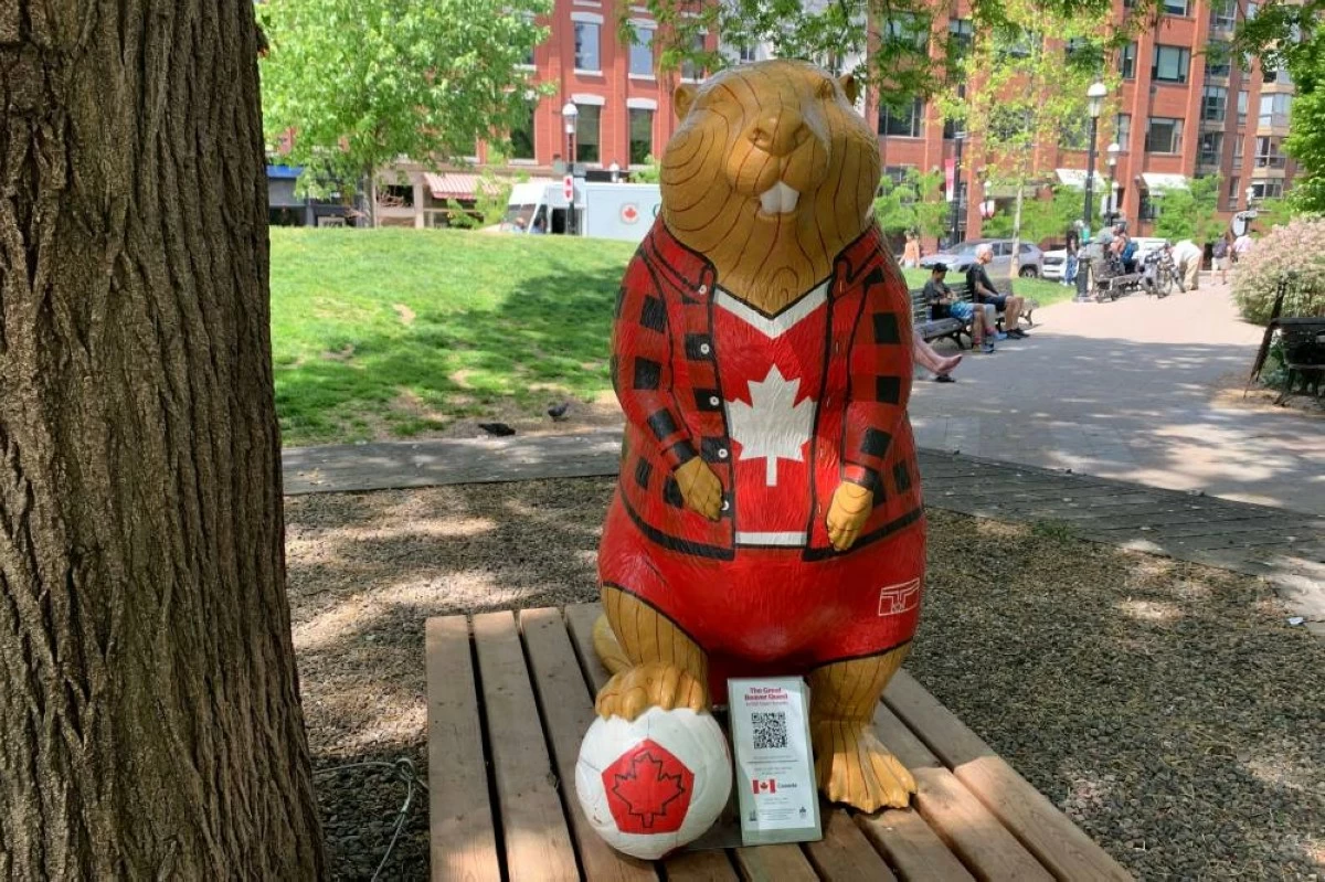 The Canadian beaver stands in a park. Picture credit: AP