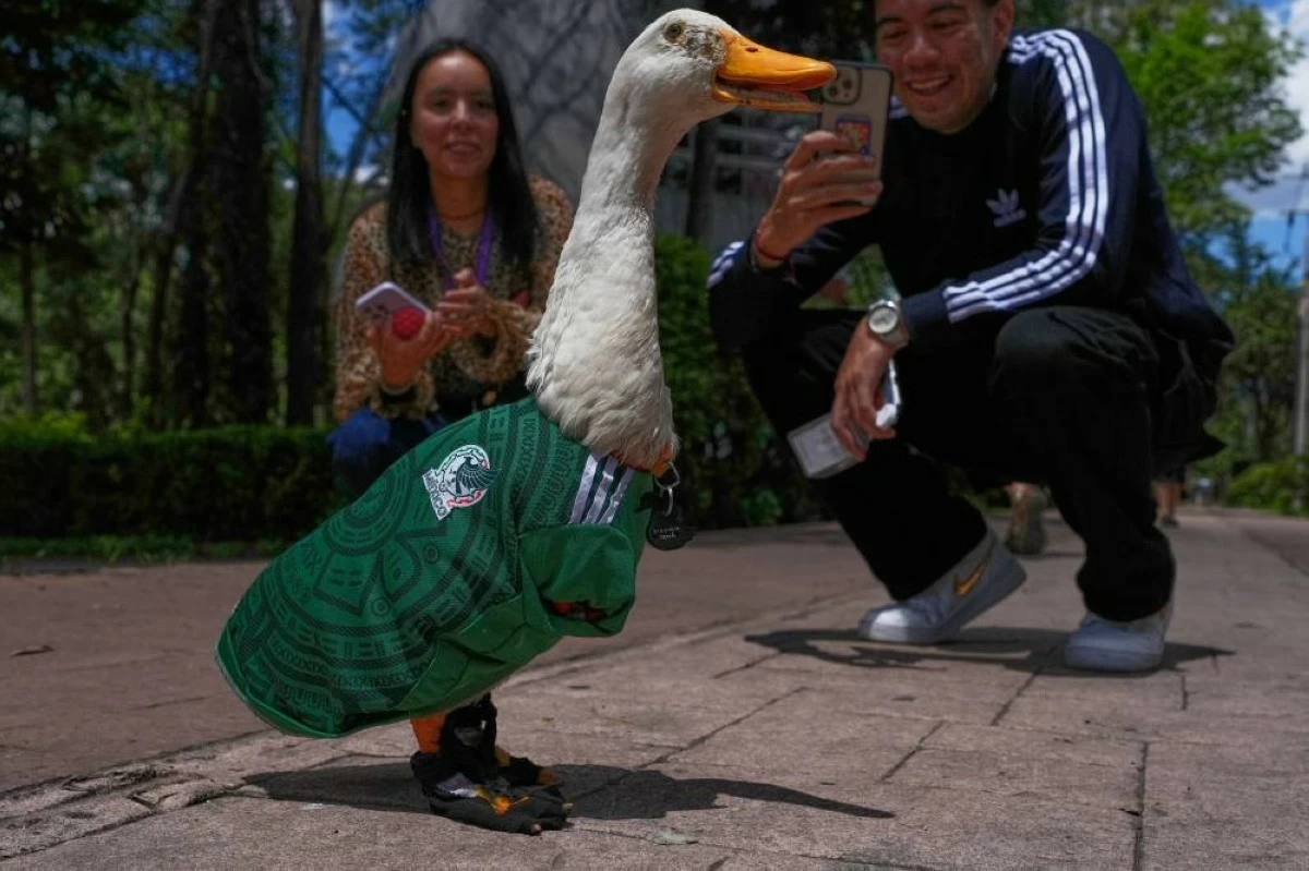 People take pictures of a duck named Merlin, dressed in a Mexico national soccer team jersey, at a park in Mexico City. Picture credit: AP