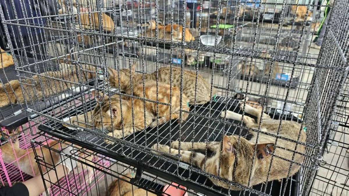 Cats that were seized by the police in Ho Chi Minh City, Vietnam, on June 15, 2026. (Phuong Pham/Humane World for Animals Viet Nam)