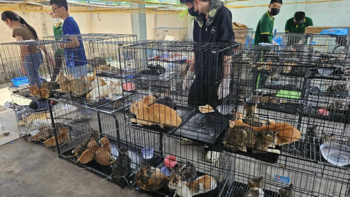 Cats in cages that were seized by the police in Ho Chi Minh City, Vietnam, on June 15, 2026. (Phuong Pham/Humane World for Animals Viet Nam)