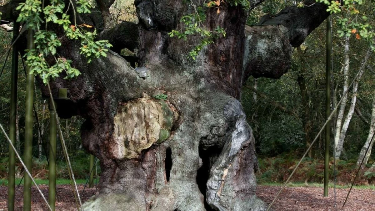 The tree is said to have sheltered Robin Hood, the legendary 13th-century bandit who stole from the rich and gave to the poor and took refuge in the forest when being pursued by the sheriff of Nottingham. (AP)