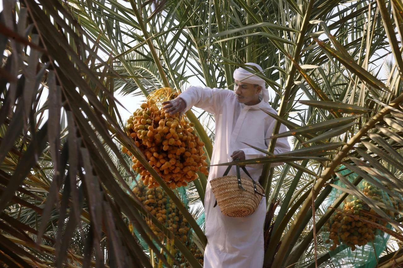 The Liwa Rutab Festival serves as a vital bridge, connecting younger generations with their national heritage, and strengthening their national identity. Picture credit: WAM