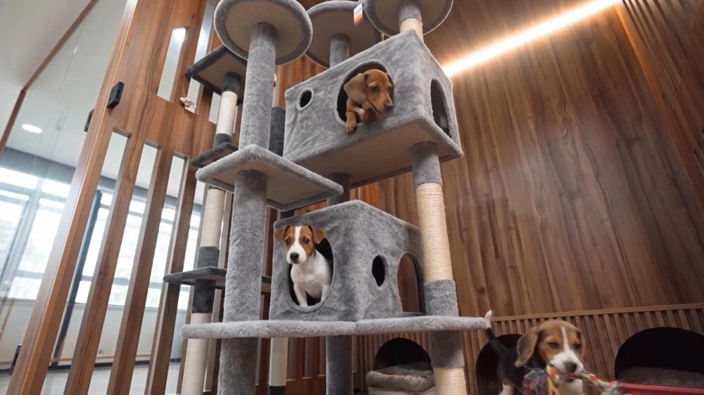 Dubai Municipality opens integrated pet shelter and launches digital adoption platform Dubai Municipality opens integrated pet shelter and launches digital adoption platform