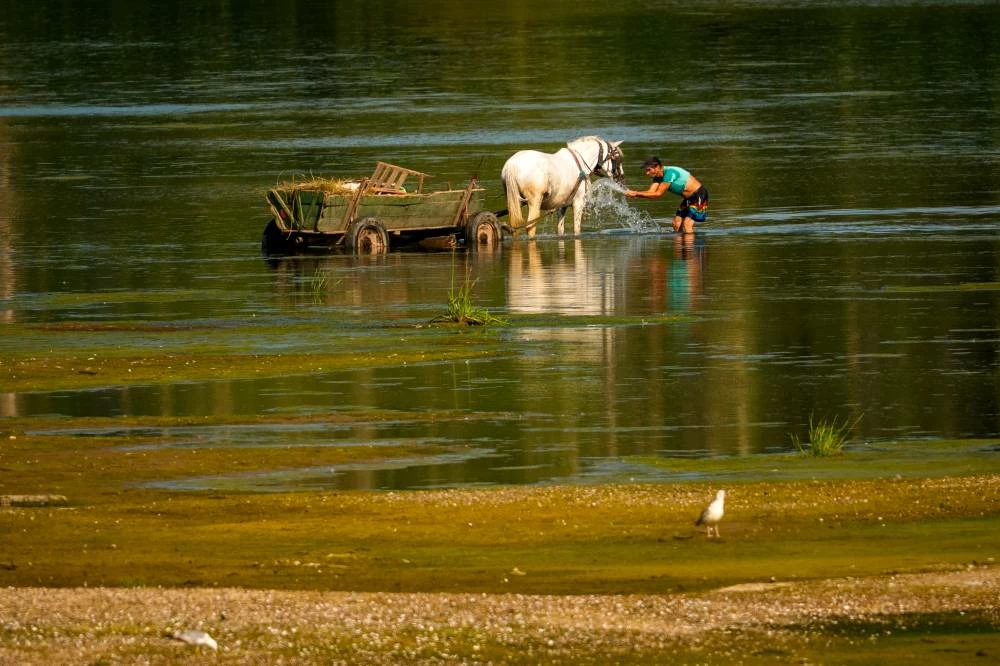 A man splashes water on a horse to cool it off next to a bank of sand on the Danube River, as usually submerged areas are exposed due to extreme low levels of the water following an extended period of drought in Roseti, Romania, Wednesday, July 29, 2026. (AP)