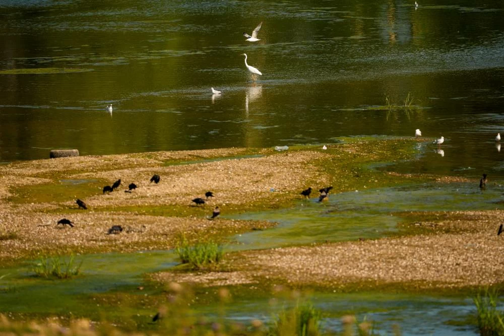 A water bird stands on a bank of sand on the Danube River, as usually submerged areas are exposed due to extreme low levels of the water following an extended period of drought in Roseti, Romania, Wednesday, July 29, 2026. (AP)