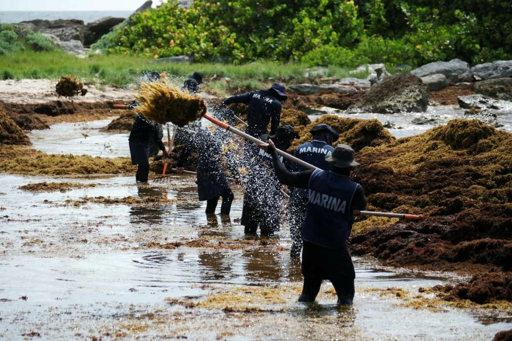 Members of the Mexican Navy collect sargassum seaweed from a beach in the hotel zone in Tulum, Mexico, July 22, 2026. (Reuters)
