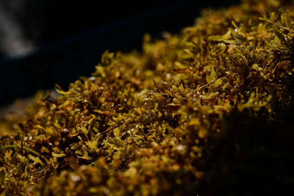 Sargassum gathers in the water off the coast of Tulum, Mexico, Thursday, July 30, 2026. (AP)