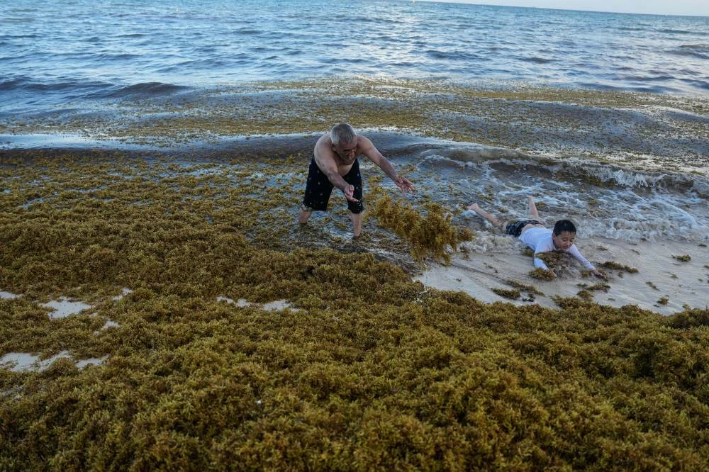 Local resident Antonio Garcia tosses sargassum onto the shore as his grandson wades in Pelicanos beach in Playa del Carmen, Mexico, Wednesday, July 29, 2026. (AP)