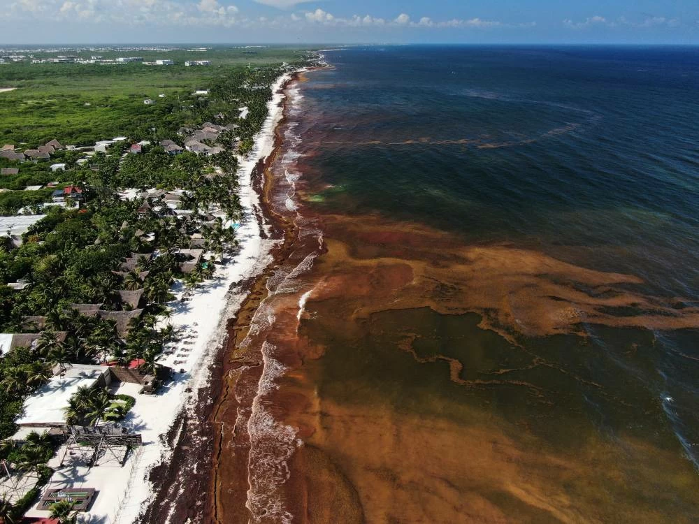 Sargassum gathers in the water off the coast of Tulum, Mexico, Thursday, July 30, 2026. (AP)
