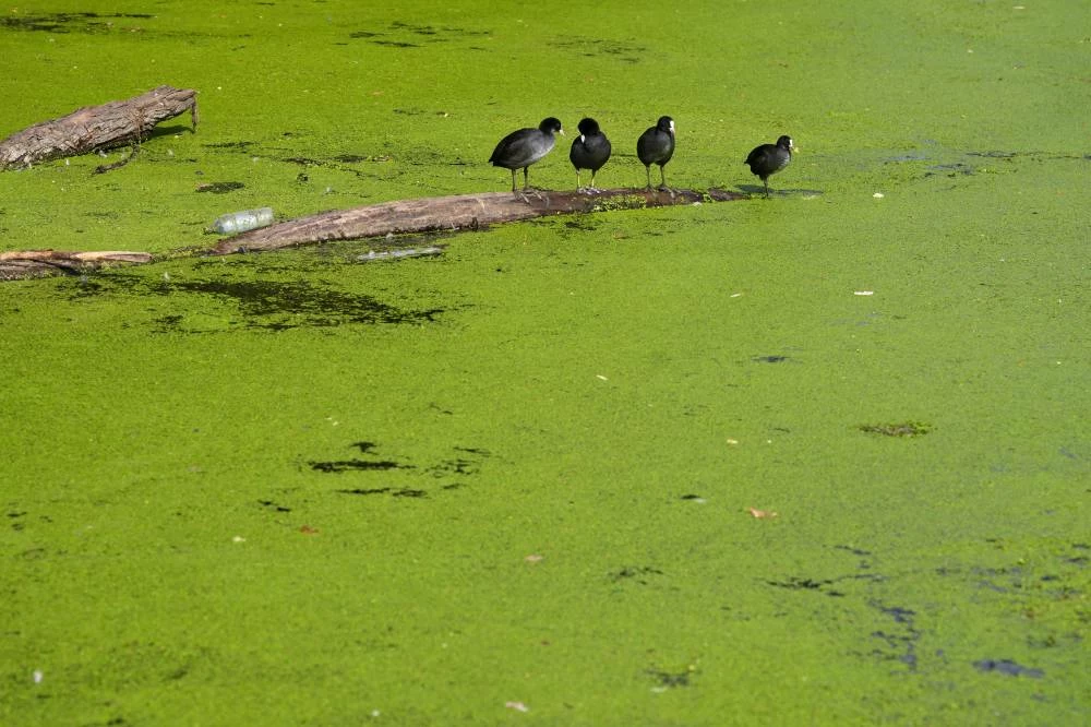 This summer isn’t breaking heat records – yet. Wait till El Nino kicks in, scientists say This summer isn’t breaking heat records – yet. Wait till El Nino kicks in, scientists say