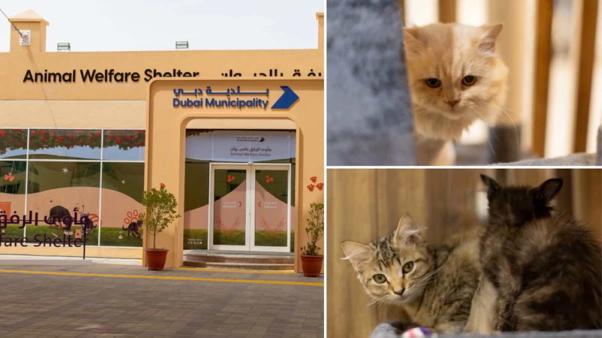 85 Cats Adopted in Just 10 Days: Dubai Municipality’s New Animal Welfare Shelter Receives Overwhelming Community Support