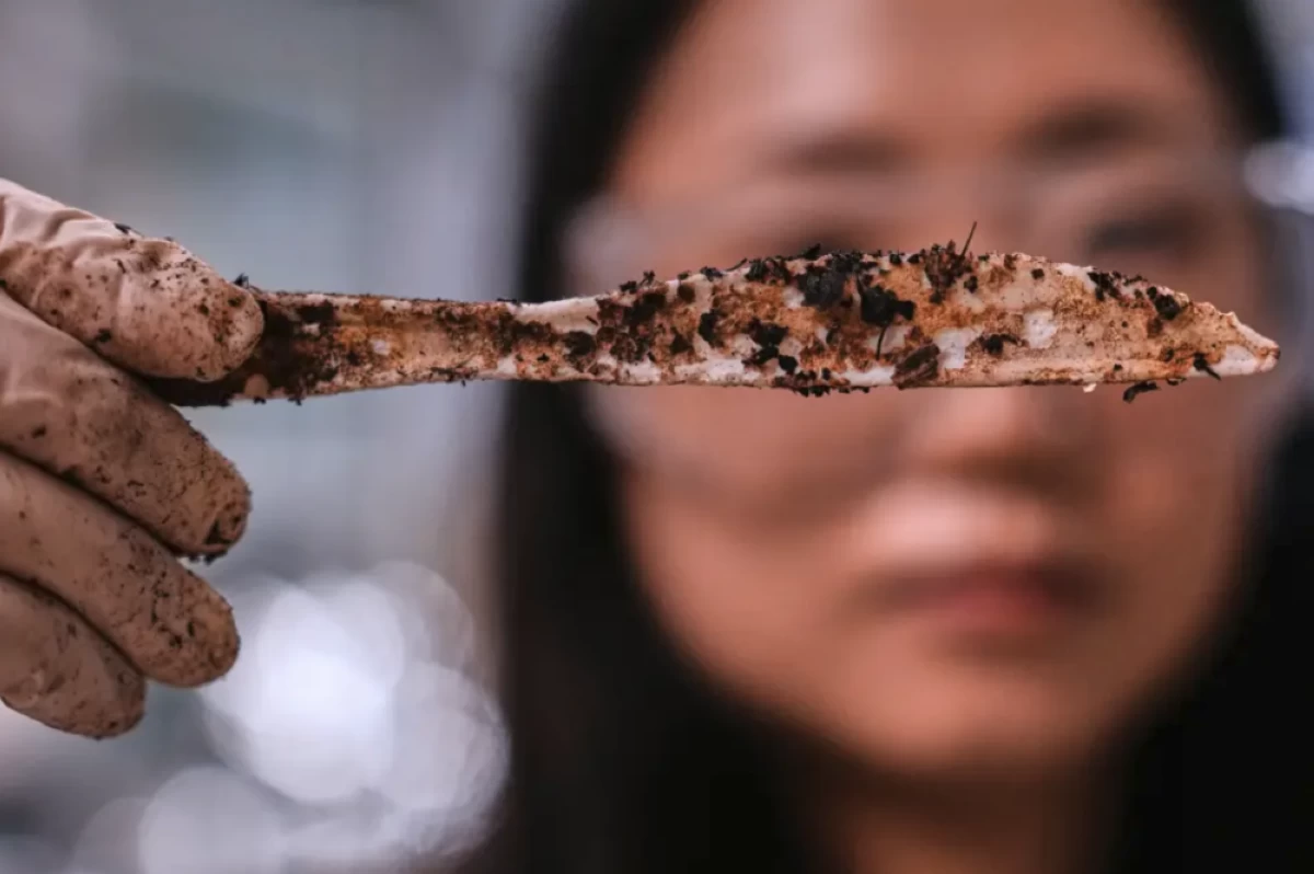 Katie Byun holds up a compostable knife, which was made with plastic made from plants, that was starting to break down after about two months in a home composting test bin, at CJ Biomaterials, Monday, Aug. 3, 2026, in Woburn, Mass. Picture credit: AP