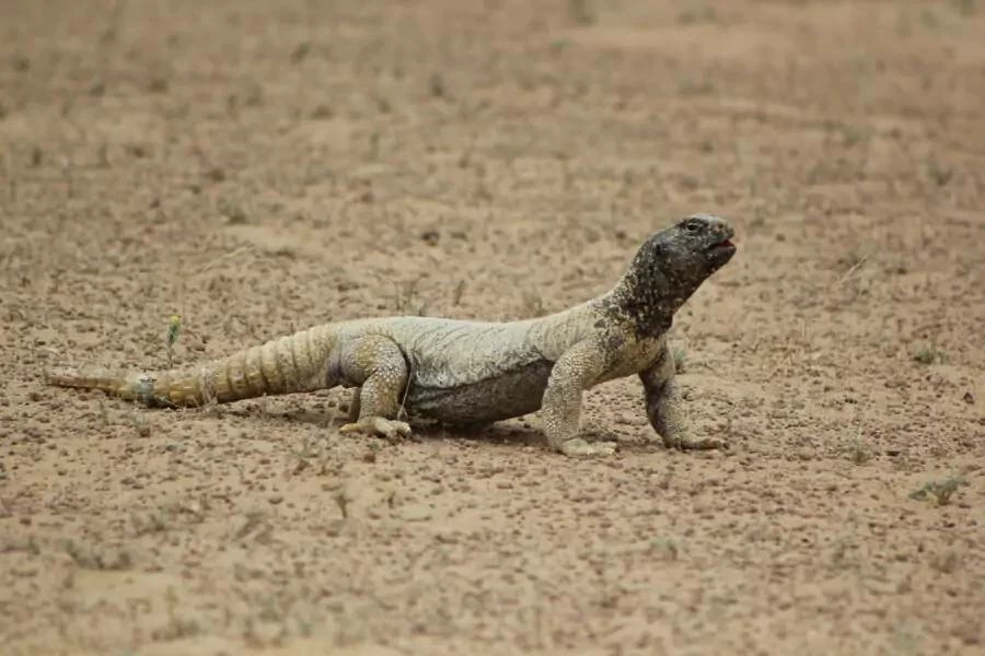 The reserve derives its name, "Al-Wohoosh" (meaning wild beasts), from the moniker given by local inhabitants in past eras due to the predatory animals that once roamed the area. Picture credit: Dubai Municipality