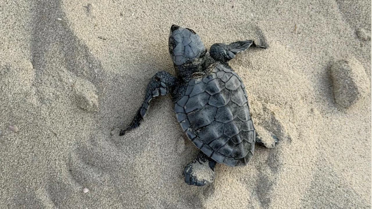 The species was confirmed through DNA barcoding undertaken in partnership with Khalifa University. Picture credit: WAM