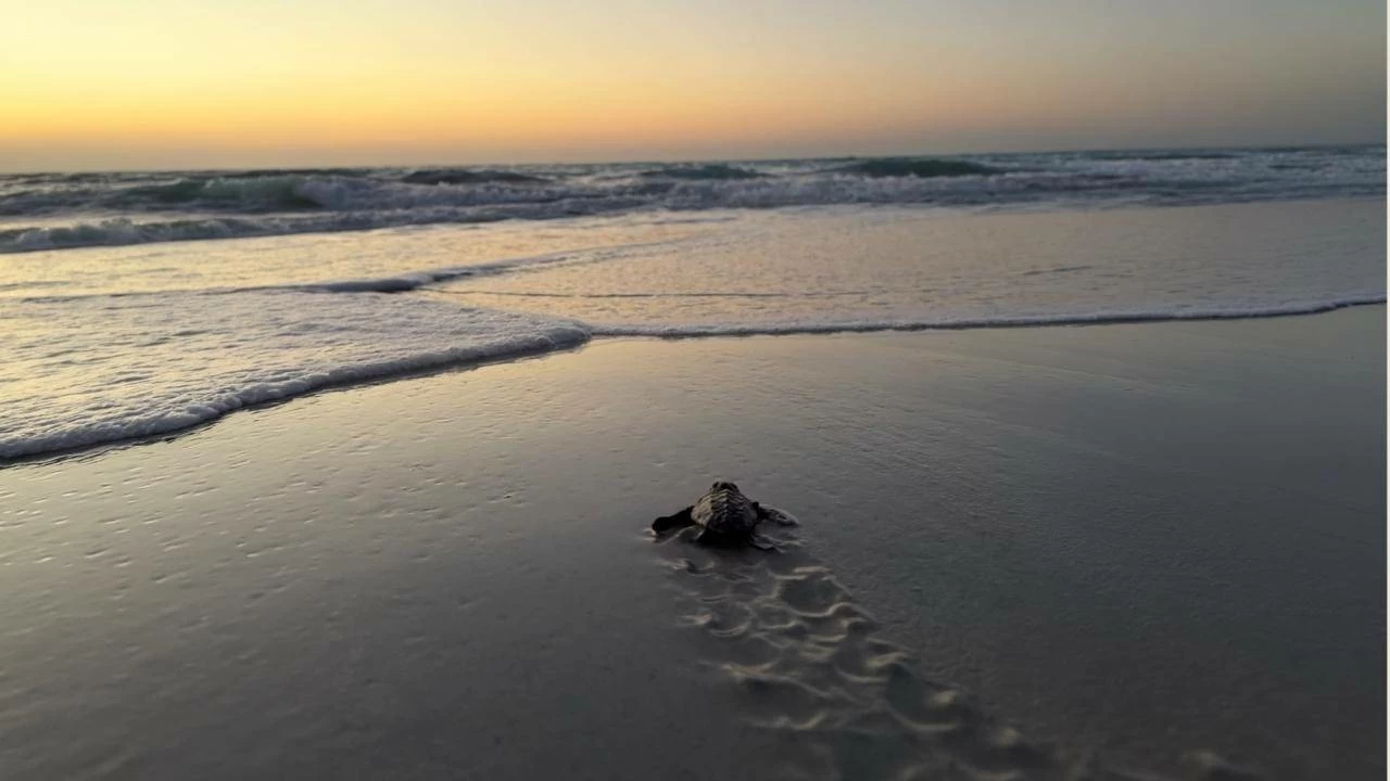 Hatchlings emerged on 25 May 2026, with 40 successfully reaching the sea, representing a hatching success rate of about 37 per cent. Picture credit: WAM