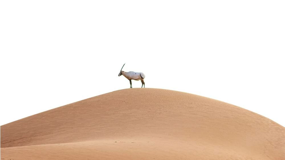 The reserve is home to several prominent desert species of ecological importance, including the Arabian oryx, Arabian sand gazelle and mountain gazelle. Picture for illustrative purposes. Picture credit: Unsplash