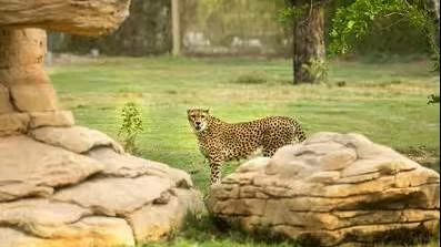 A cheetah at Dubai Safari Park, which is home to more than 3,000 animals across six wildlife zones. 
Picture credit: Visit Dubai
