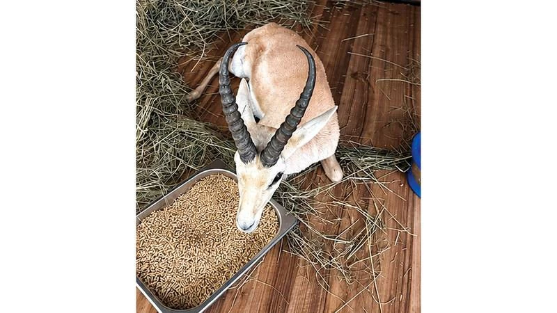 The gazelle needed two weeks of treatment to recover. Picture credit: Supplied