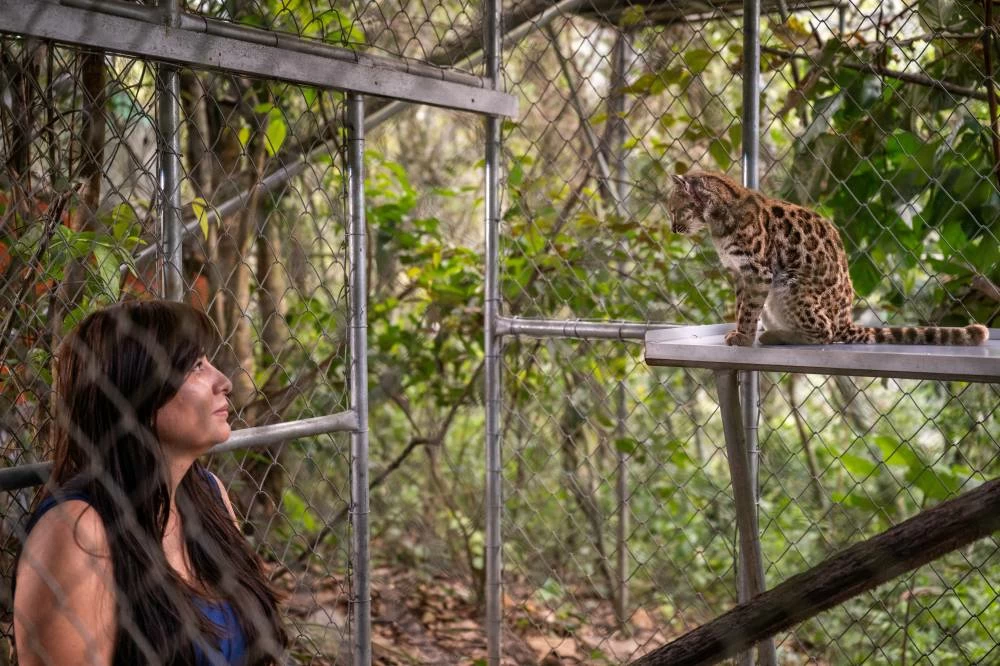 National Geographic Explorer Paola Nogales Ascarrunz, who led the research that identified Leopardus tilcayo as a new species, observes the cat at the Senda Verde animal refuge in the Yungas region, in Bolivia, September 1, 2026. Fernando Faciole/National Geographic/Handout via REUTERS