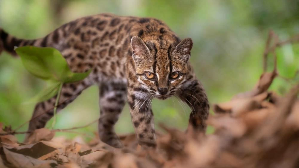 A Leopardus tilcayo cat, a newly identified species through research led by National Geographic Explorer Paola Nogales Ascarrunz, walks at the Senda Verde animal refuge in the Yungas region, Bolivia, September 1, 2026. Fernando Faciole/National Geographic/Handout via REUTERS