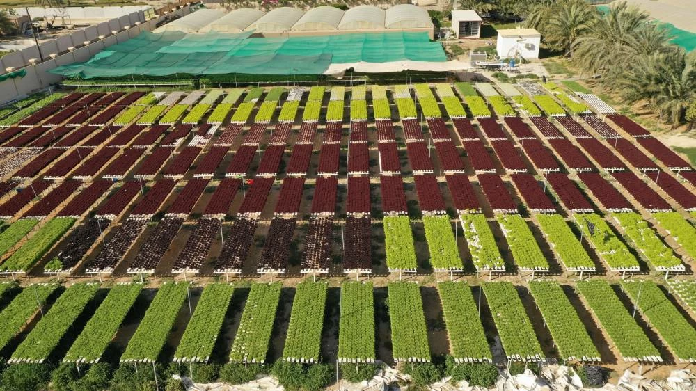 The Sustainable Product initiative seeks to increase the share of locally produced agricultural and livestock products used by the UAE's restaurant and hotel sector to 25 percent. Picture credit: WAM