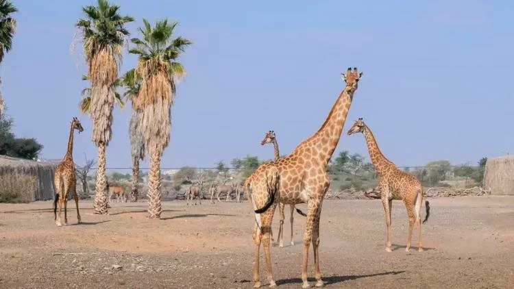 Sharjah Safari features 12 environments inspired by different parts of Africa and their landscapes. Depending on the ticket you choose, your journey can take you through different zones of the 8 sq.km. safari.
Photo credit: Sharjah Safari