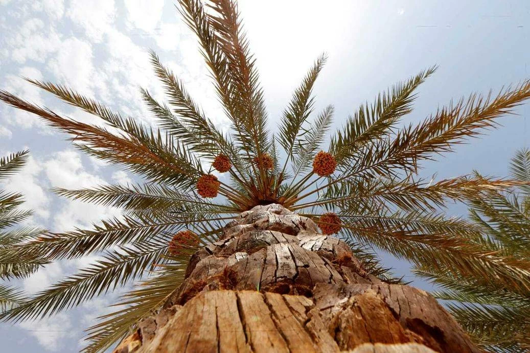 In 2019, the UAE announced the donation of 100,000 date palm seedlings to support the development of date palm cultivation in China. WAM