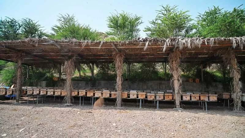 According to Al Dhanhani, honey collection is one of the UAE's oldest professions, particularly among communities living in mountains and valleys. Picture: Ashok Verma.